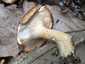 Olaszgomba (Polyporus tuberaster), Budai-hegység. Központi helyzetű tönk, mélyen lefutó termőréteg